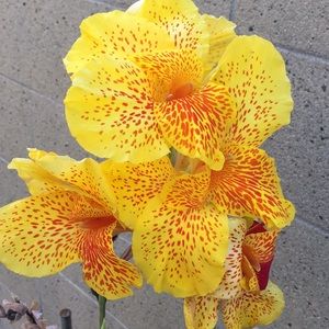 Meet your Posher, Jenny